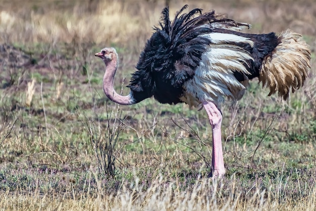 Struisvogel staande op de grond bedekt met het gras onder het zonlicht