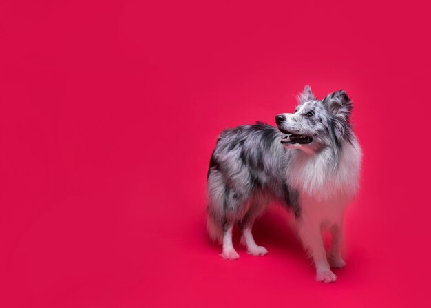 Studio die van leuke border collie-hond is ontsproten