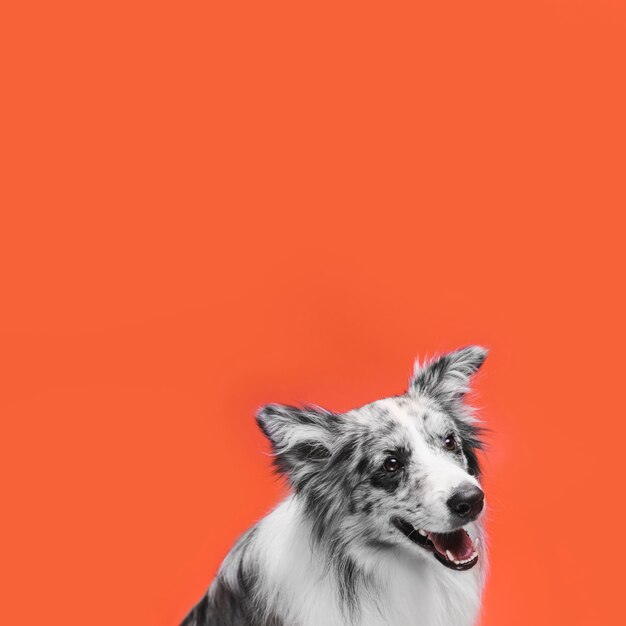 Studio die van leuke border collie-hond is ontsproten