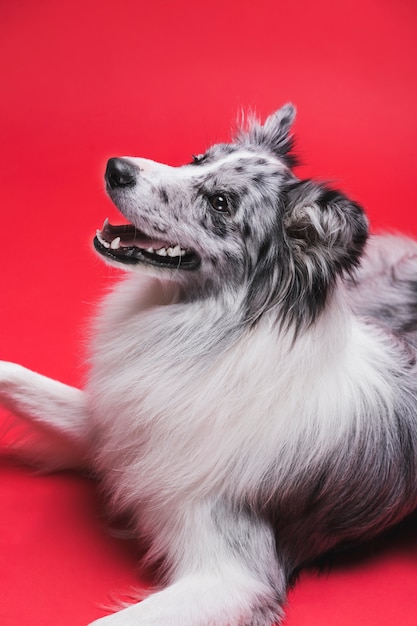 Studio die van leuke border collie-hond is ontsproten