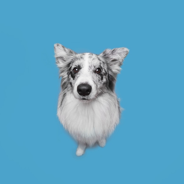 Studio die van leuke border collie-hond is ontsproten