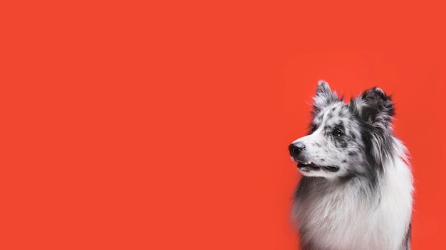 Studio die van leuke border collie-hond is ontsproten