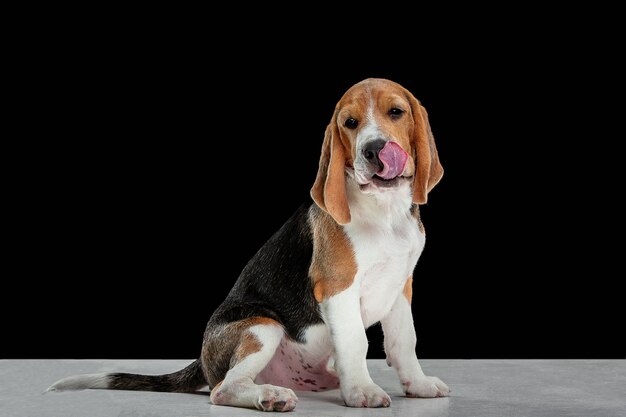 Studio shot van beagle puppy op zwarte muur