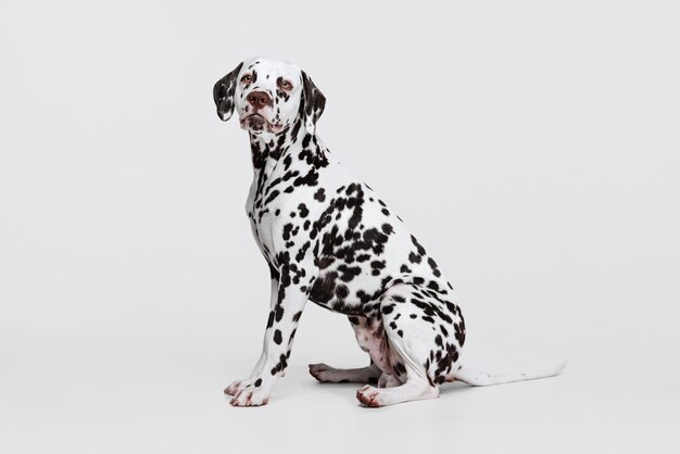 Studio shot van mooie Dalmatische hond poseren rustig zittend geïsoleerd over grijze achtergrond Dierlijke levensstijl zorg