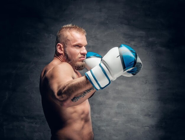 Studioportret van bebaarde agressieve bokser in actie over grijze achtergrond.
