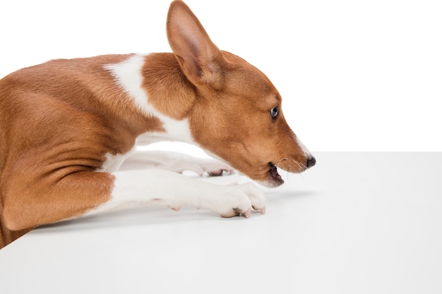 Studioschot van Basenji-hond die op witte studioachtergrond wordt geïsoleerd