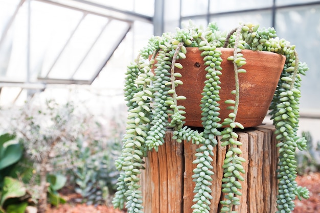 Succulente plant in aardewerk groeit in kas