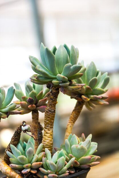 Succulente planten