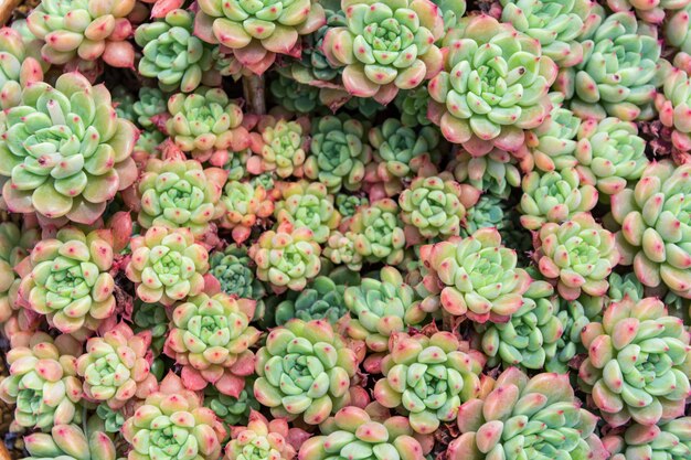 Succulente planten