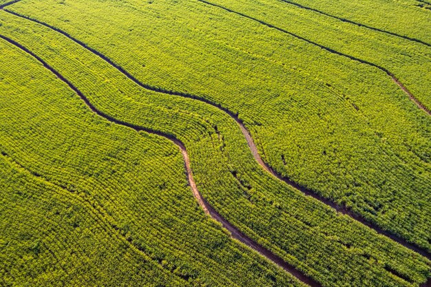 Suikerrietplantage in het binnenland van ribeirao preto in sao paulo
