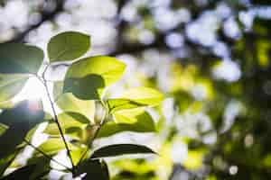 Gratis foto sunflare op groene bladeren in de natuur