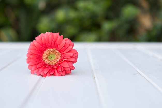 Surface met roze daisy