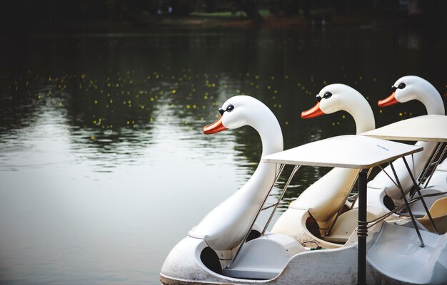 Swan paddle boten in een meer