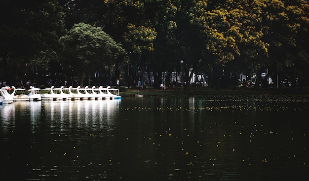 Swan paddle boten in Lumphini Park, Bangkok