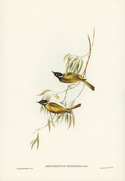 Swan River Honey-eater (Melithreptus chloropsis) geïllustreerd door Elizabeth Gould