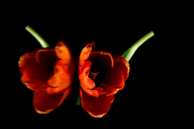 Symmetrie van mooie verse oranje tulp op zwarte achtergrond