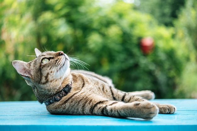 tabby slaap op een blauwe cementvloer en hierboven kijkend