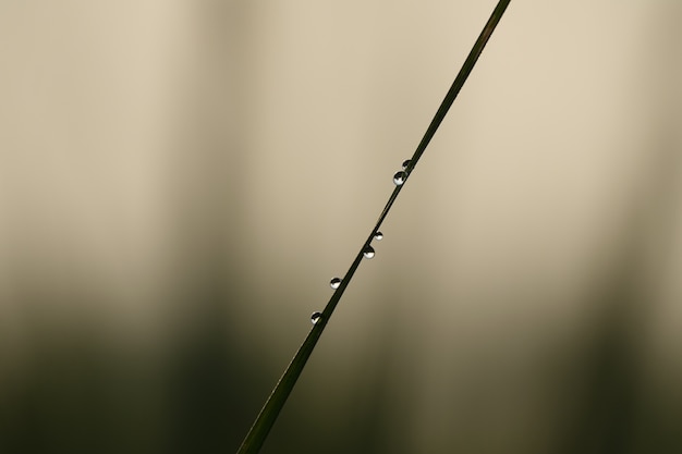 Gratis foto tak met een paar druppels water