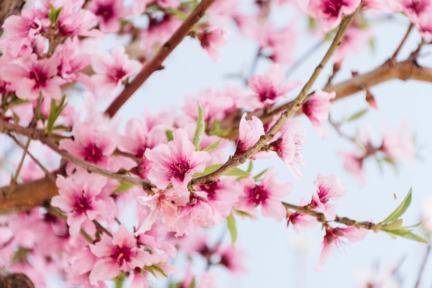 Tak met mooie bloemen op boom