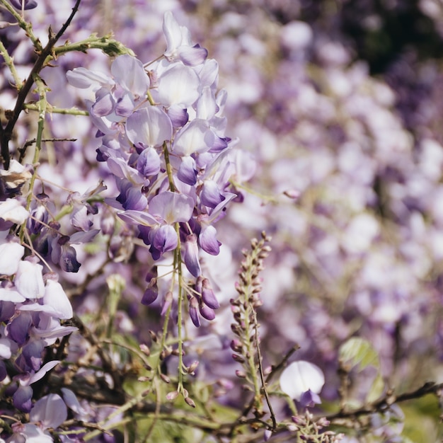 Tak met mooie violette bloemen op boom