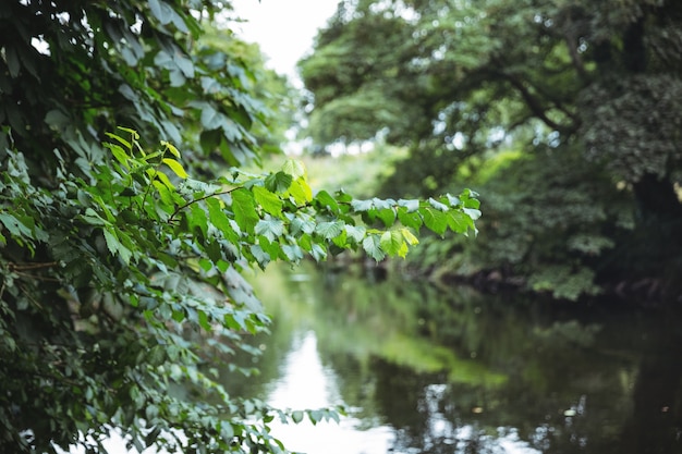 Tak van een boom tegen een rivier