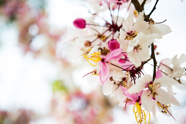 Gratis Foto tak van mooie roze bloem