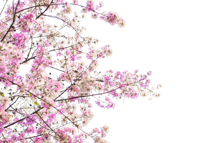 Gratis Foto tak van mooie roze bloem
