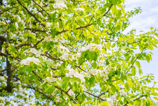 Tak van mooie witte bloem.