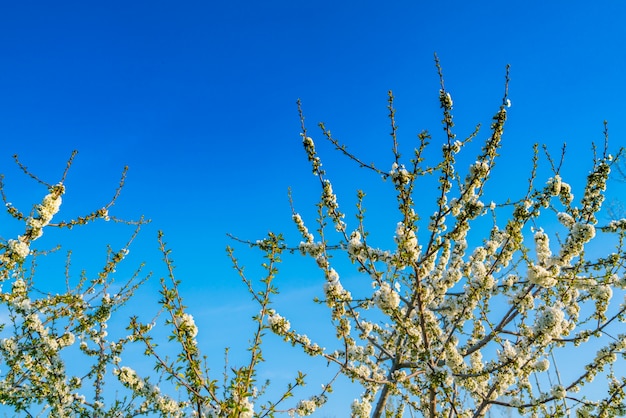 Tak van mooie witte bloem.