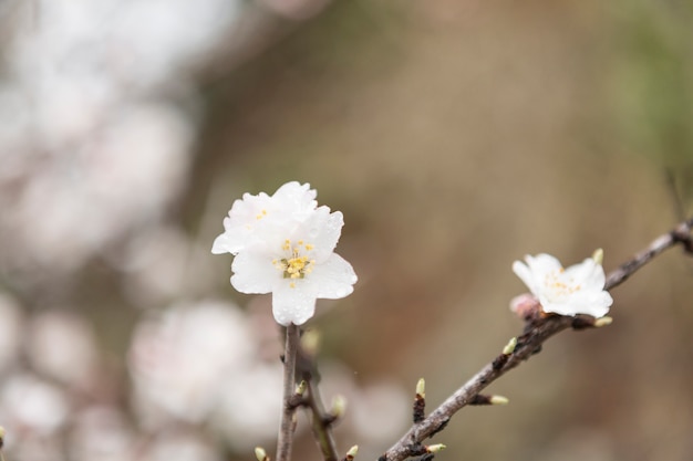 Gratis foto takjes met witte amandel bloesems en vage achtergrond