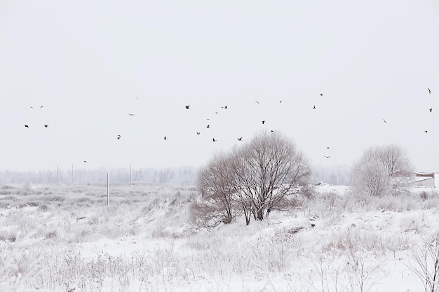 Takken bedekt met rijm achtergrond, abstract landschap sneeuw winter natuur vorst