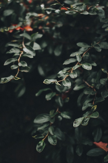 Takken en groene bladeren van een grote plant