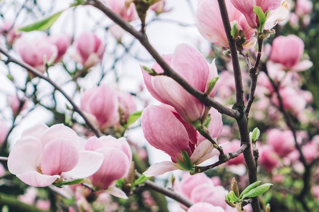 Takken met bloemen