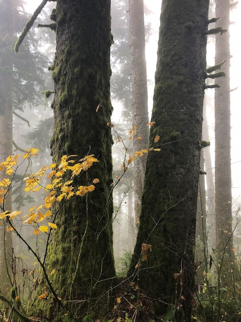 Takken met gele bladeren omgeven door bomen in Oregon, USA