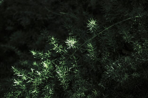 Takken van exotische plant
