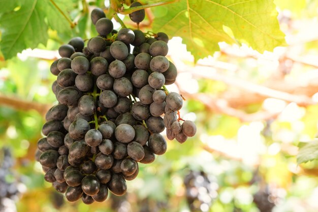 Takken van rode wijn druiven groeien in Italiaanse velden. Close-up uitzicht op verse rode wijn druif in Italië. Wijngaard uitzicht met grote rode druiven groeien. Rijpe druiven groeien op wijnvelden. Natuurlijke wijnstok