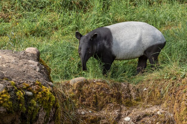 Tapir kijkt vooruit