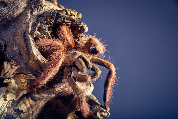 Tarantula Tapinauchenius gigas