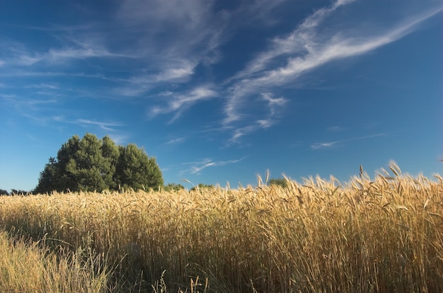 Gratis foto tarwe met cloud