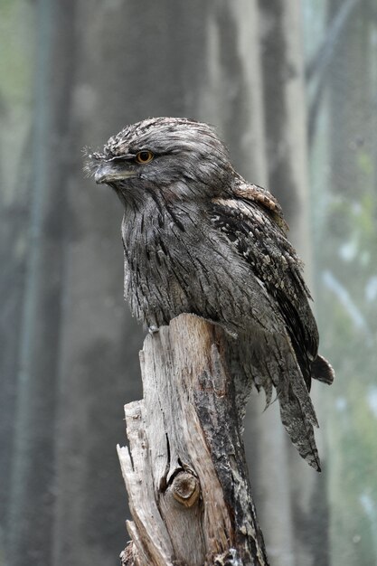 Tawny kikkerbek vogel zittend op een boomstronk.