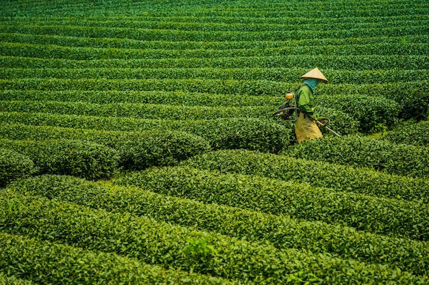 Terras groene thee vijlen in moc chau highland, son la provincie, vietnam. natuur en landschap concept.