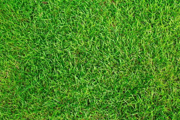 Textuur grasveld