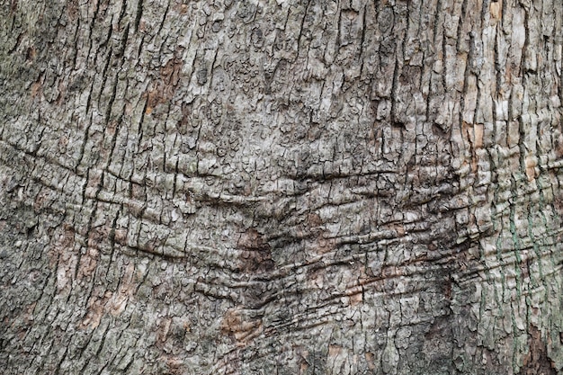 Textuur van boomschors