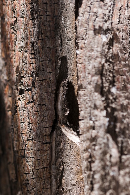 Textuur van dicht omhooggaand hout