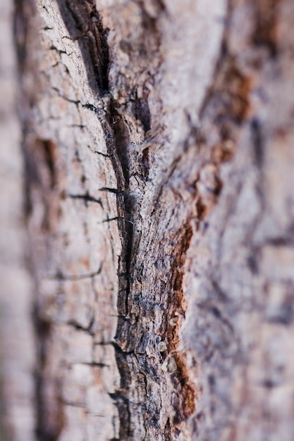 Textuur van dicht omhooggaand hout