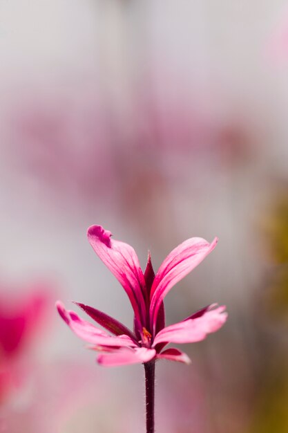 Textuur van dichte omhooggaande bloemen