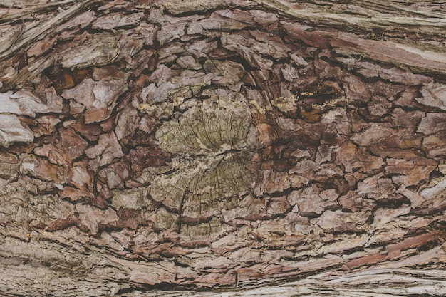 textuur van een boomschors