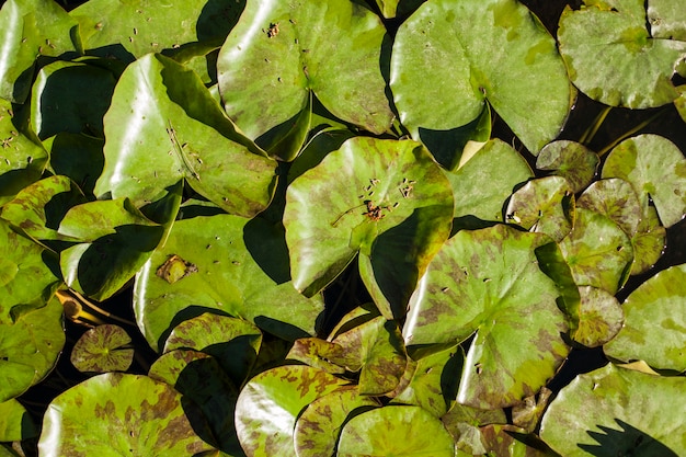 Gratis foto textuur van groene bladeren