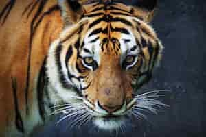 Gratis foto tiger zoekt rechtdoor