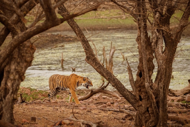 Gratis foto tijger in de natuur habitat tijger mannetje lopen hoofd op samenstelling wildlife scène met gevaar dier hete zomer in rajasthan india droge bomen met prachtige indiase tijger panthera tigris
